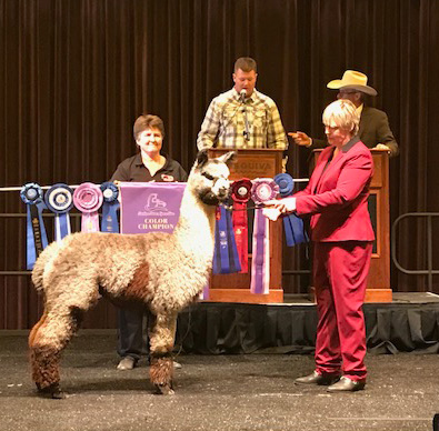 auction-pic